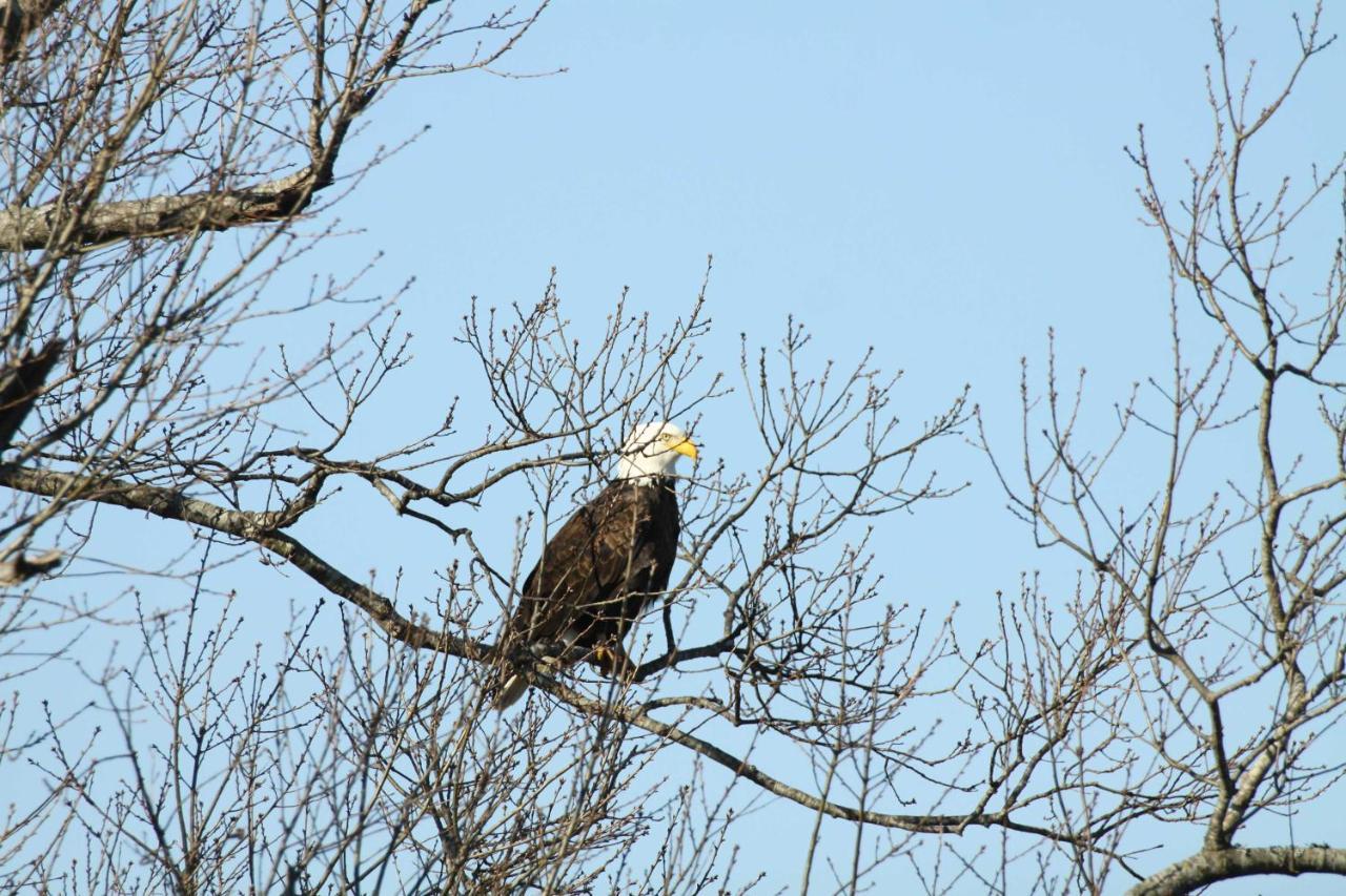 Riverfront Arkansas Retreat Near Fishing And Hiking! Gassville Exteriér fotografie